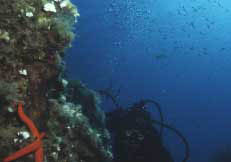 Diving all'Isola d'Elba. Un'immersione a Capoliveri.